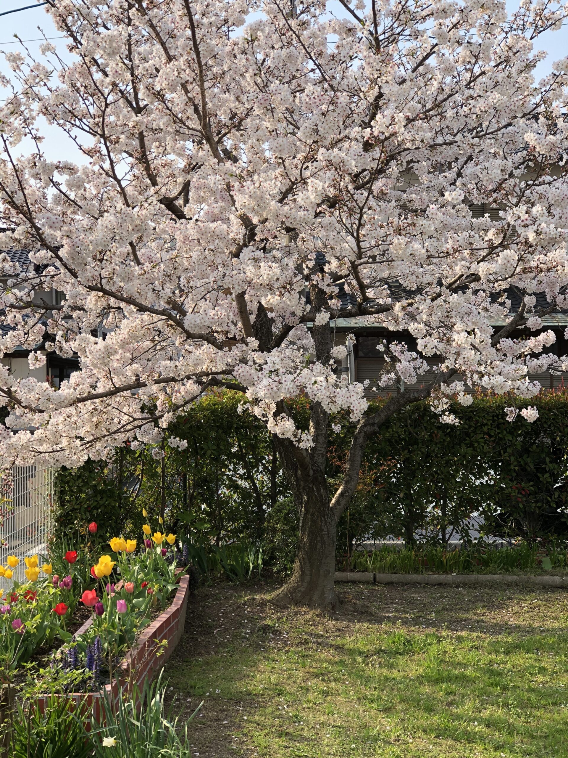 感染症対策に伴う休園についてのお知らせ