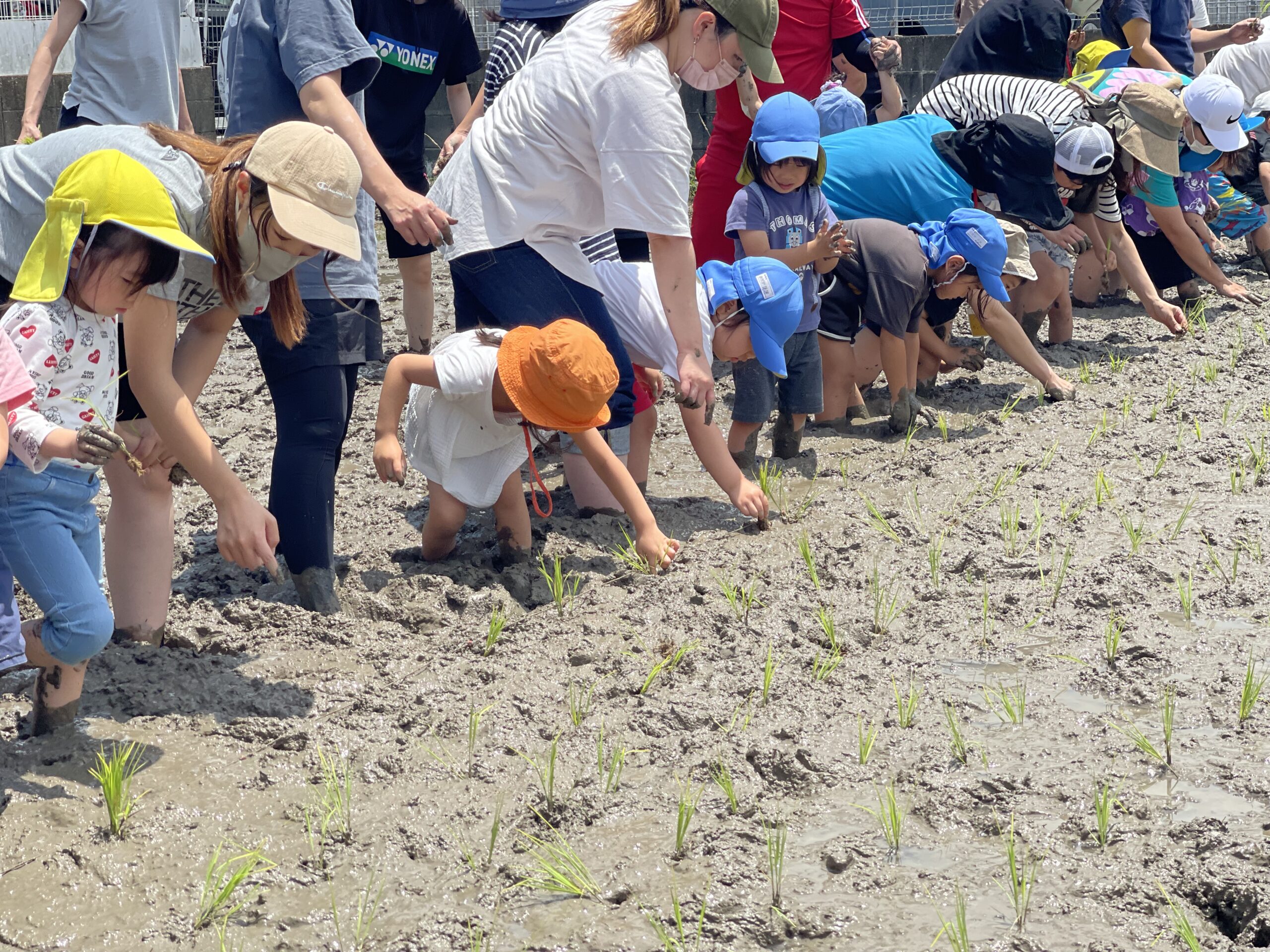 🌱田植え体験🌱