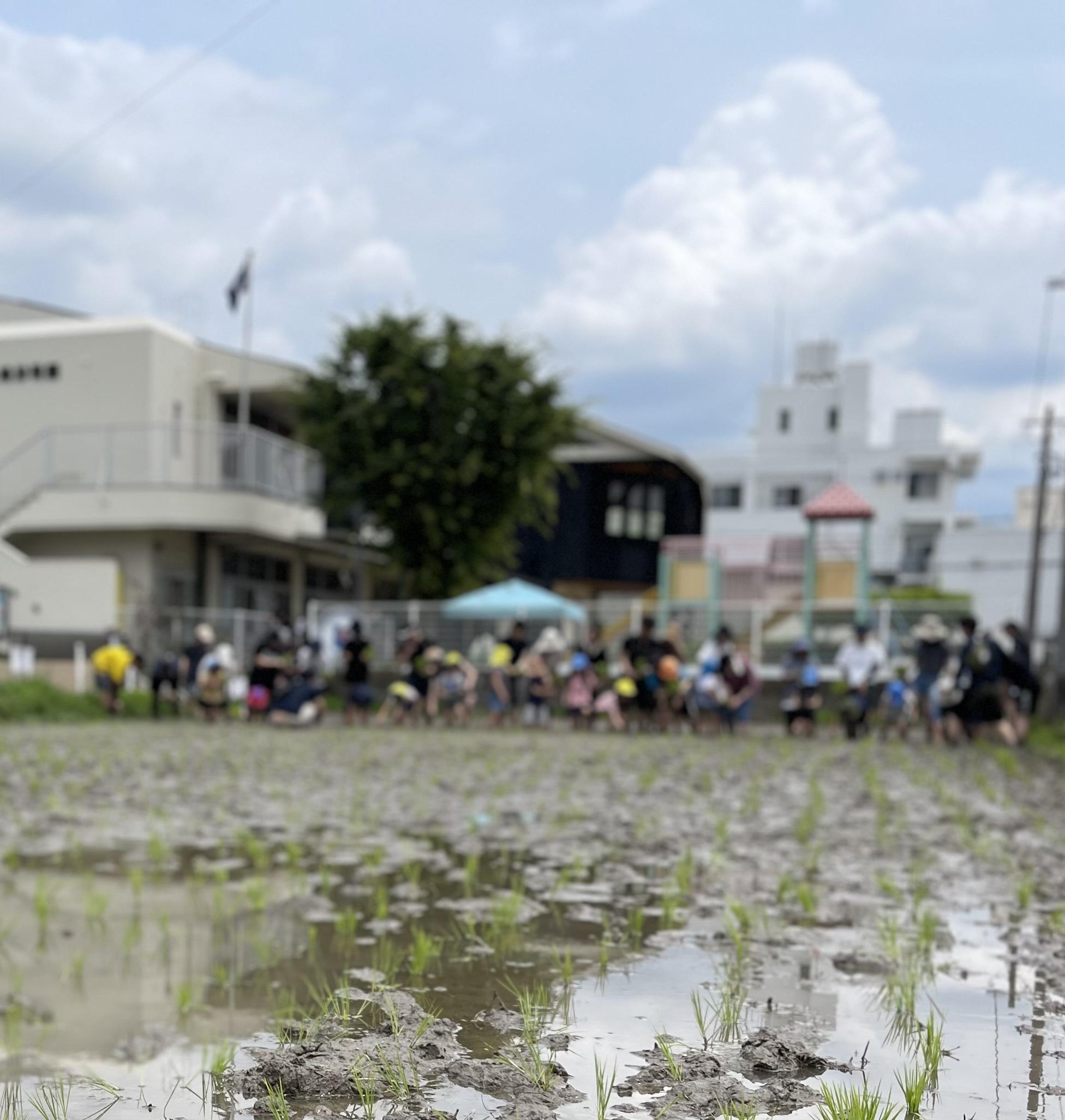 田植え体験