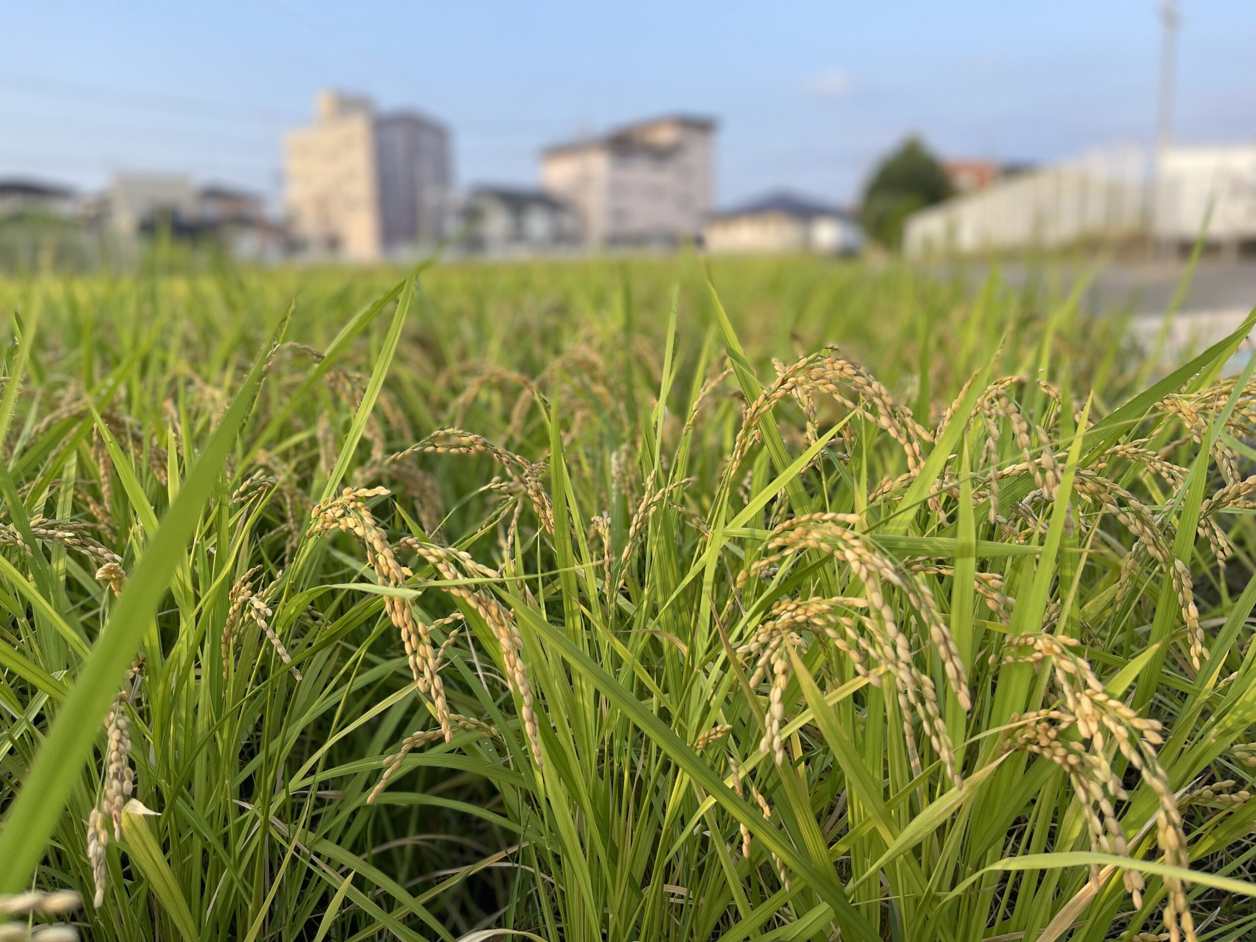 稲刈り体験🌾